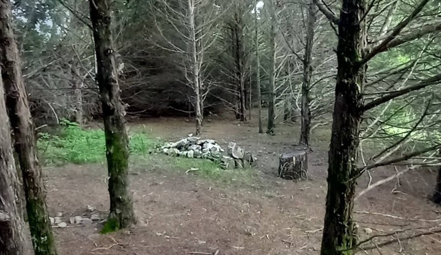 Lonely Pine @B Berry Farms