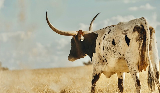 Longhorn Ranch Casita