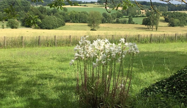 Looking for a cosy cottage in the peaceful Dordogne/Charente area? You found it.