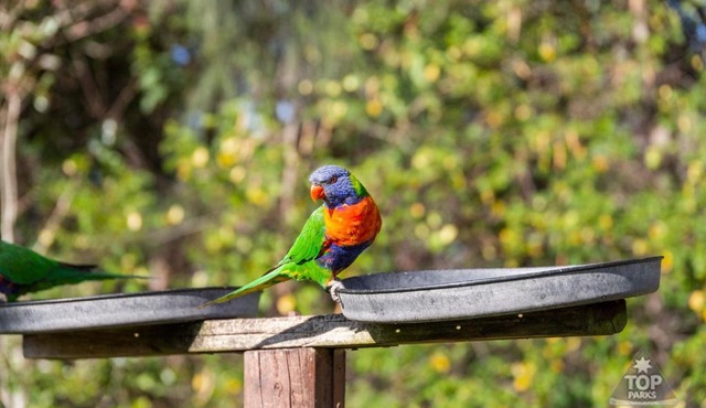 Lorikeet Holiday Park