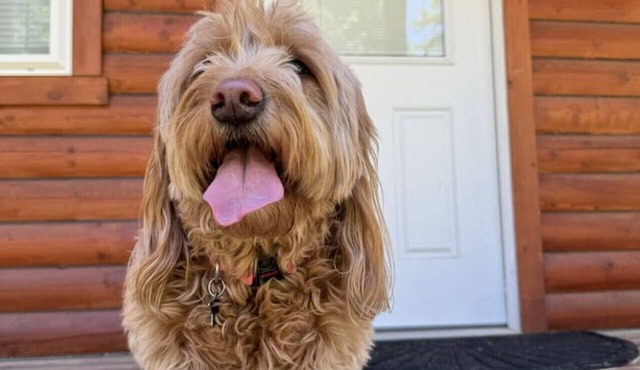 Lost Horse Lodge - Double Queen Cabin #19 - PetsOK