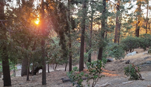 ‘Lovebirds Cabin’ Enchanting Historic Idyllwild Cabin Peaceful, Romantic Retreat