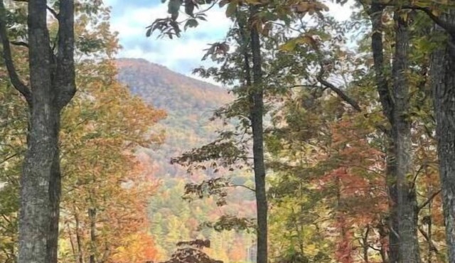 Lovely 1-bedroom, 1100 sqft apartment, patio in forest, beautiful Blue Ridges