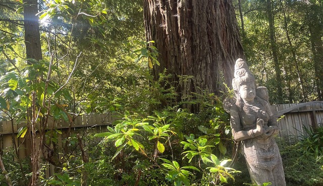 Lovely Garden Cottage nestled in the Redwoods just minutes to Village & Ocean.