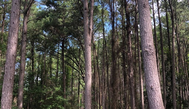 Low Country Carriage House Amidst Towering Pines