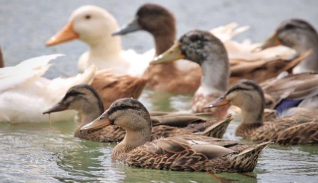 Lucky Duck Lucky You! New Listing, 8 Duck ponds w/Ducks