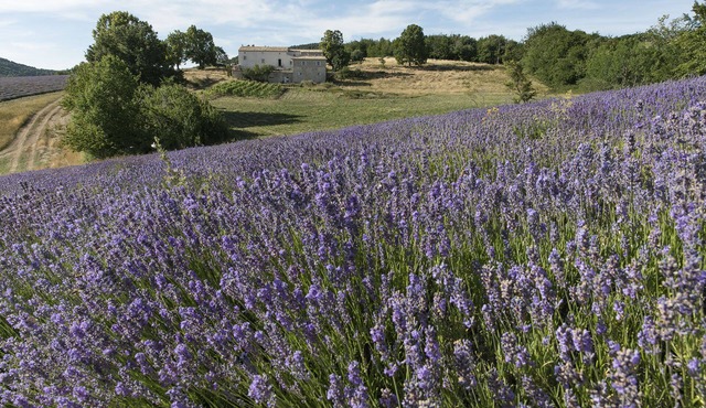 Luxurious Bastide amid lavender fields