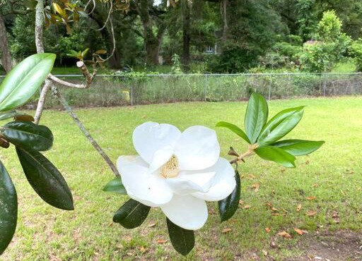 Luxurious Hidden Oasis 4BD Near Downtown Albany, GA