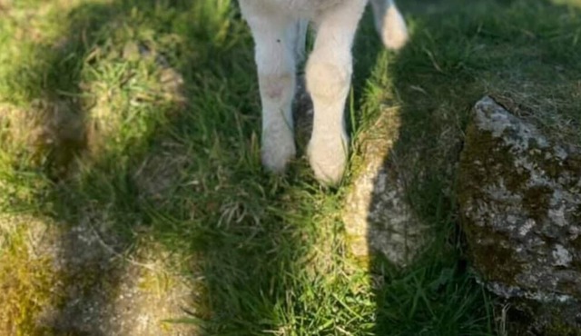 Luxury Country Lodge with Wood Fired Hot Tub.