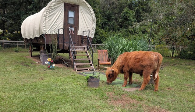 Luxury Covered Wagon, Rooterville Animal Sanctuary