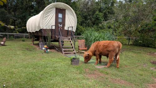 Luxury Covered Wagon, Rooterville Animal Sanctuary