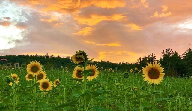 Luxury Farm Stay at The Lodge at Wolf Pine Hollow