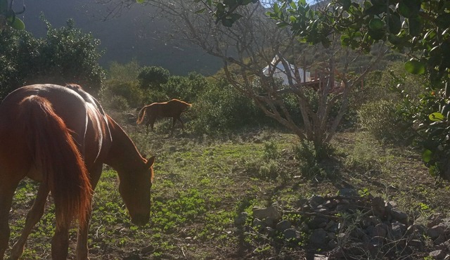 Luxury Stargazing Glamping, private deck, eco bath. Pets welcome.