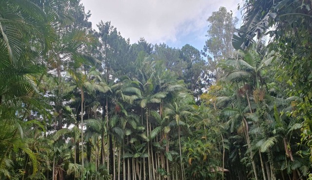 Luxury Tropical Sanctuary in Amazing Location