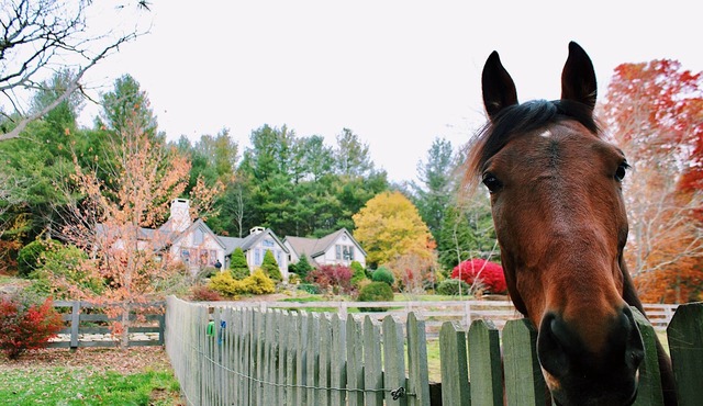 Luxury Wildflower Cottage: Mountain Views, Farm Animals, and Exquisite Decor
