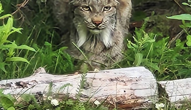Lynx, wildlife, custom log cabin . private lake access, salmon stream kayaking,