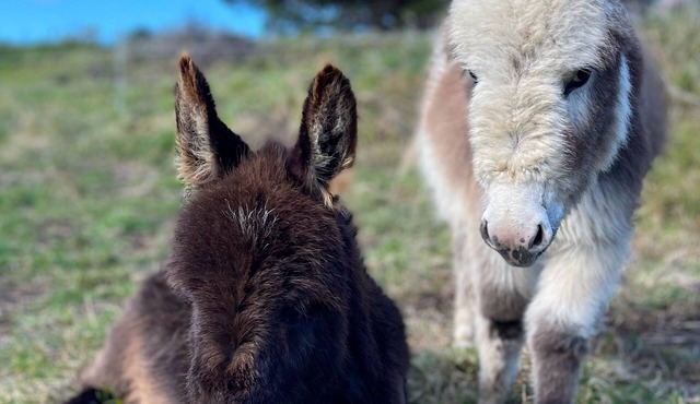 Maelstrom End - Eco Farm Stay Cabin