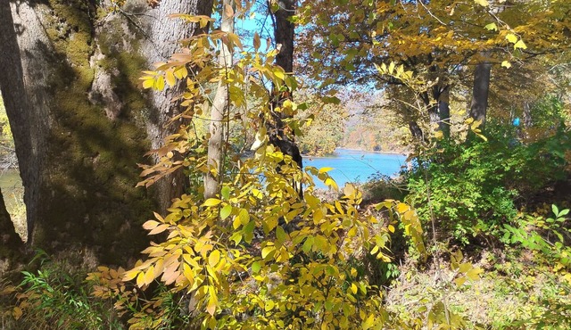 Magical cabin in the midst of a pawpaw patch on the bank of the Greenbrier River