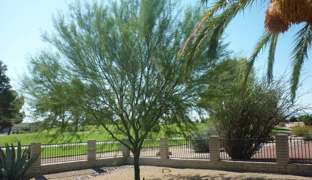 Magical winter in Arizona