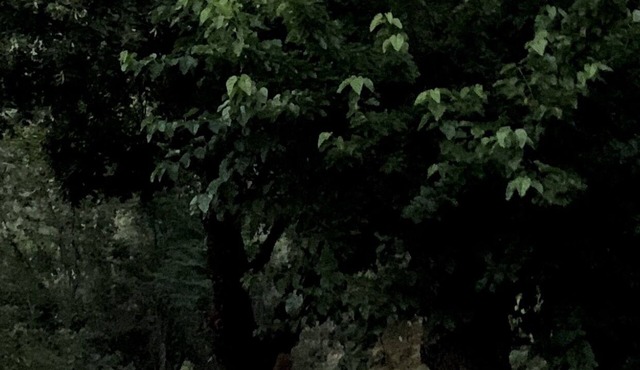 Magnifique Maison en Pleine Nature et Tout Confort Dans les Cévennes