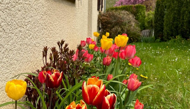 Maison Chaleureuse Dans un Écrin Verdure