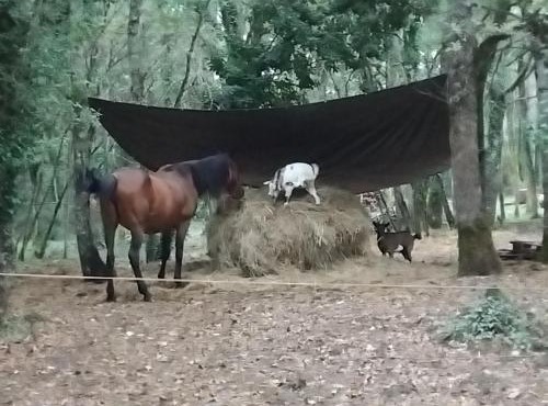 MAISONNETTE pour DÉTENTE ou TRAVAIL