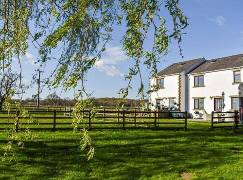 Mallard at Spring Head Farm