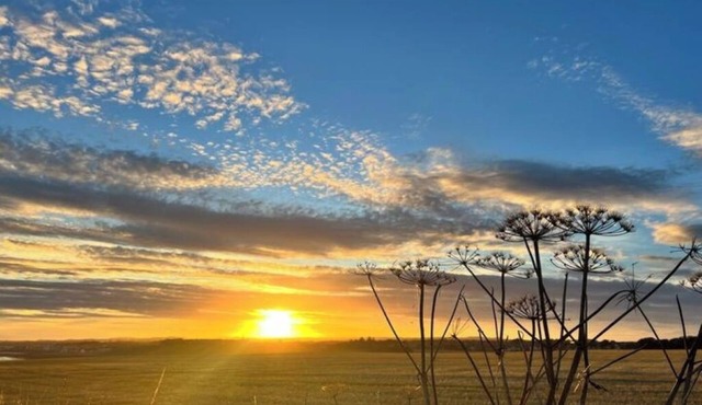 Malton Deluxe Arbroath