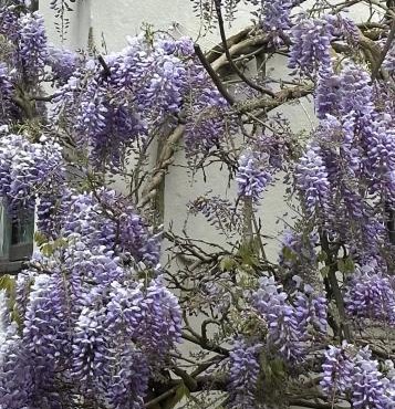 Manor Lodge Guesthouse