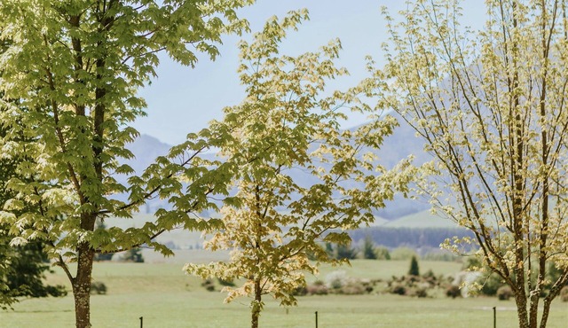 Maple Lodge - Ideal for wedding parties & families