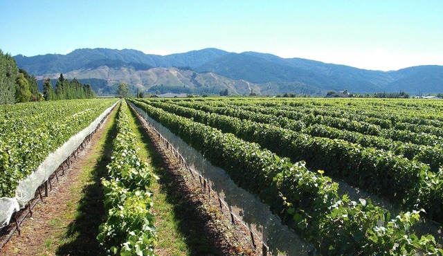 Marlborough Magic - Rapaura Holiday Home