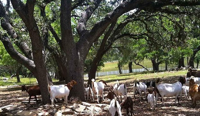 MegaCabin on a 40-Acre Wildlife Preserve, Exotic Animal Sanctuary & Horse Ranch