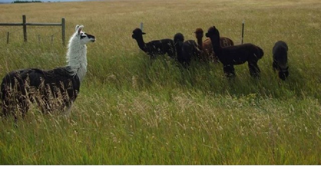 Miista'k Mountain Cabin - Modern Cabin - 15 Min to Glacier East Entrance