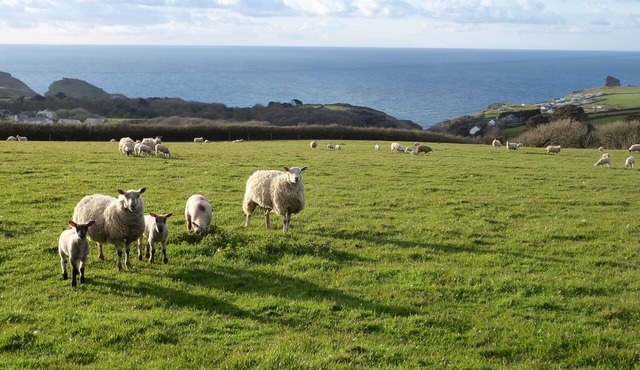 Mill Cottage - Tintagel Holiday Cottage, for surfing, sunbathing, hiking for all