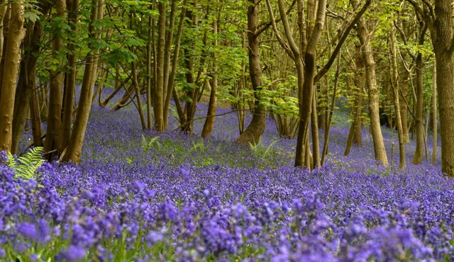 Mission House - sleeps 12 guests in 5 bedrooms