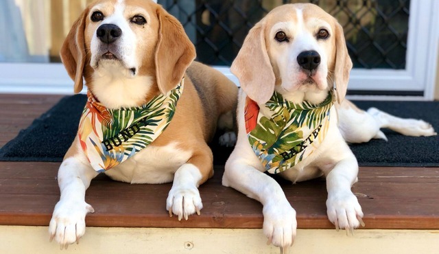 MODERN CLEAN PET FRIENDLY VILLA, SHORT STROLL TO BONGAREE FORESHORE,CAFES,CLUBS