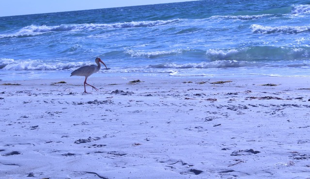 Modern Condo Minutes From Clearwater Beach