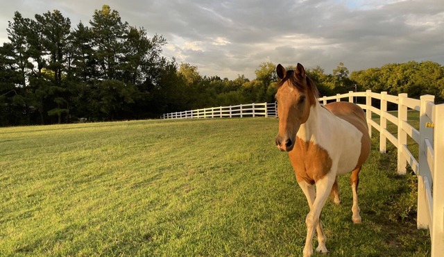 Modern, Farmhouse Experience-From our Farm to your Table -family& pet friendly