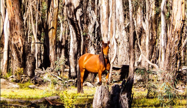 Moira Gums - Historical home next to Barmah National Park