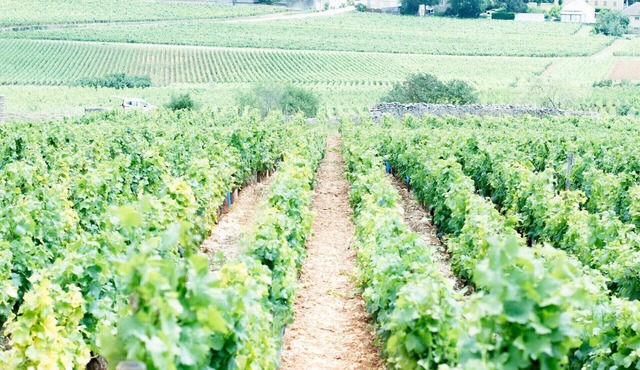 Mon Cocooning : House in St Jean de Losne