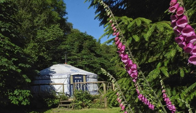 Mongolian yurt in idyllic and totally private setting on Dartmoor
