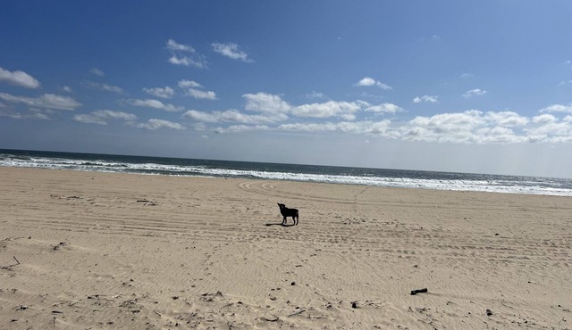 Montauk Cozy Beach Studio. Walk to private ocean beach & always pet friendly!