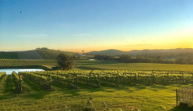 Mount Hope Estate Vineyard