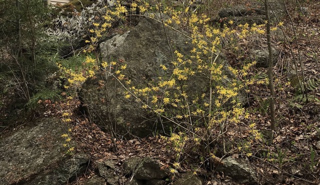 Mountain View Cottage