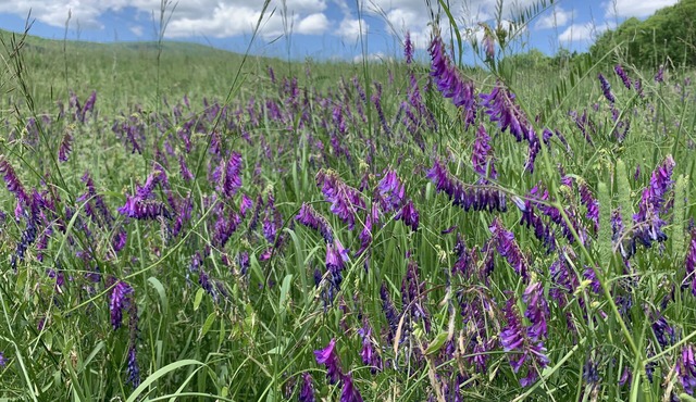 Mountain View Suite. Comfortable, private and cozy estate apartment