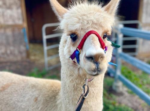 Mountview Alpaca Farmhouse