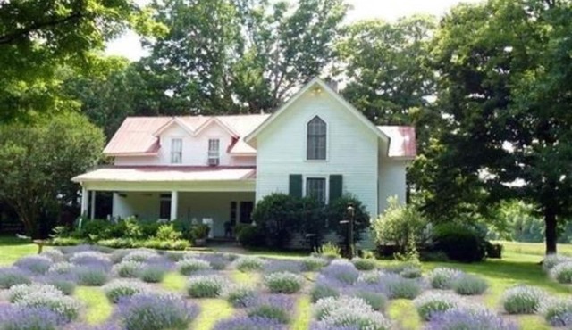 Mulberry Lavender Farm and B&B