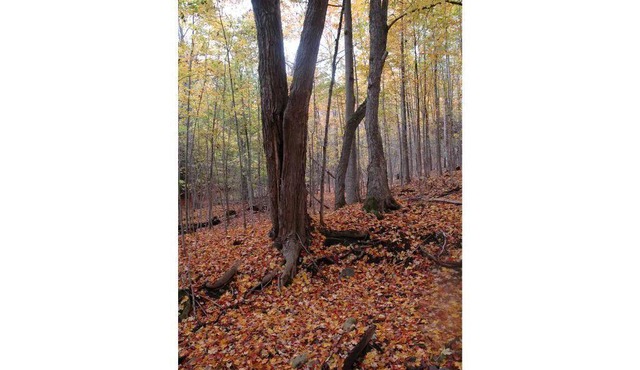 Mulmur Getaway, outside of Creemore