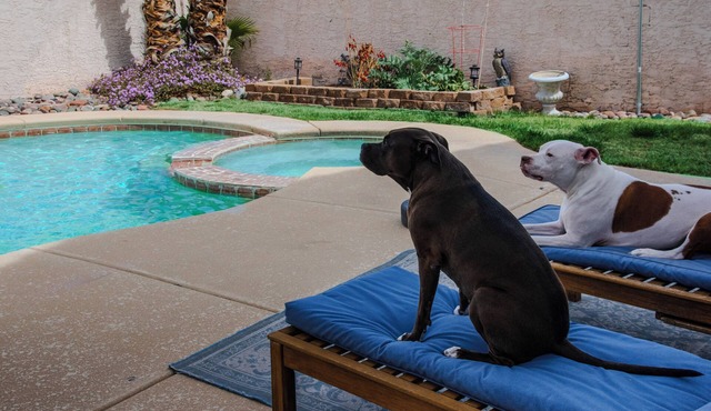 Must love pitbulls, private room in nice home with pool and hot tub