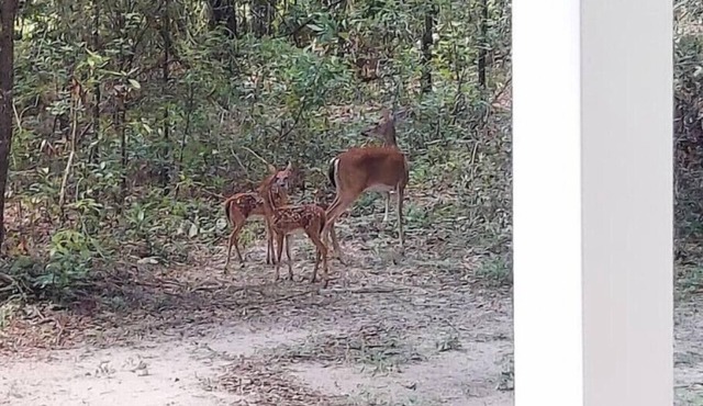 My Little Cabin in the Woodsn